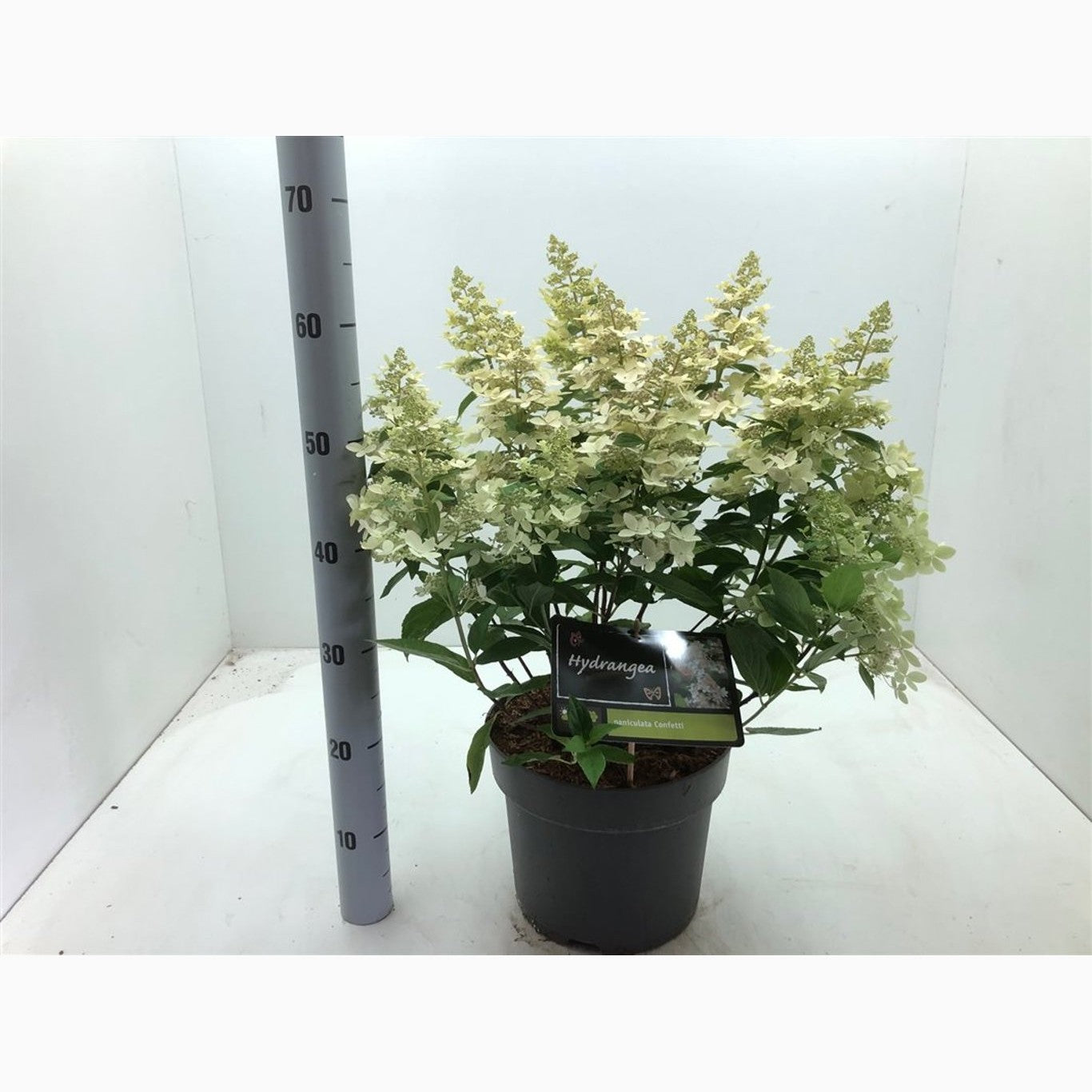 Syrenhortensia – Hydrangea paniculata 'Confetti' - C7,5